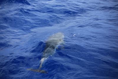 Vela&Cetacei WWF Giovani 18/21 anni Agosto 1