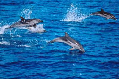 Vela&Cetacei WWF Giovani 18/21 anni Agosto 2