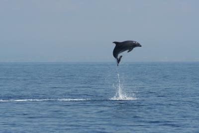 Vela&Cetacei WWF Giovani 18/21 anni PASQUA
