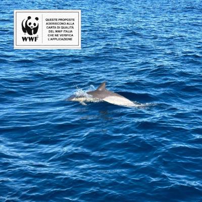 Vela&Cetacei WWF Ragazzi 7gg da Viareggio
