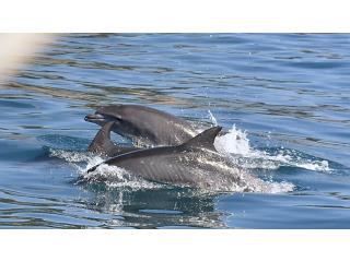 Concorso Scuole RdC 2026: aspettiamo i vs lavori!